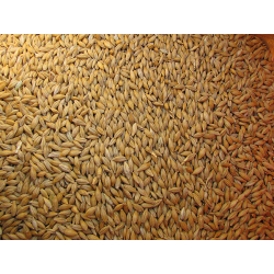 Sac d'orge de 25KG