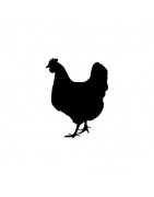 Poules - Volailles