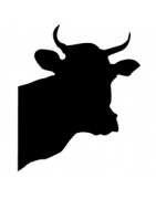 Vaches